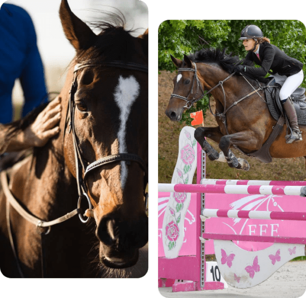Lot De 4 Bandages Polaires Pour Chevaux / Enveloppes De Polo